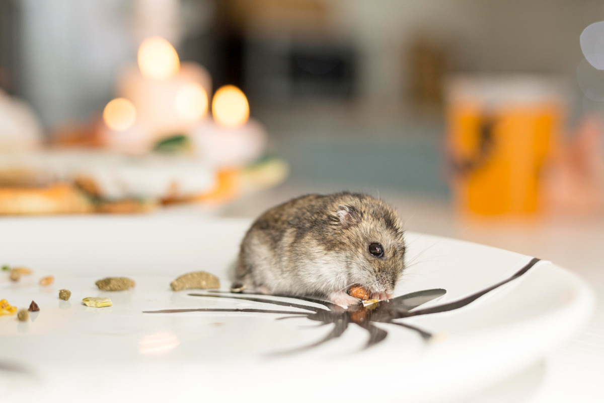 büyük bir tabakta tohum yiyen hamster