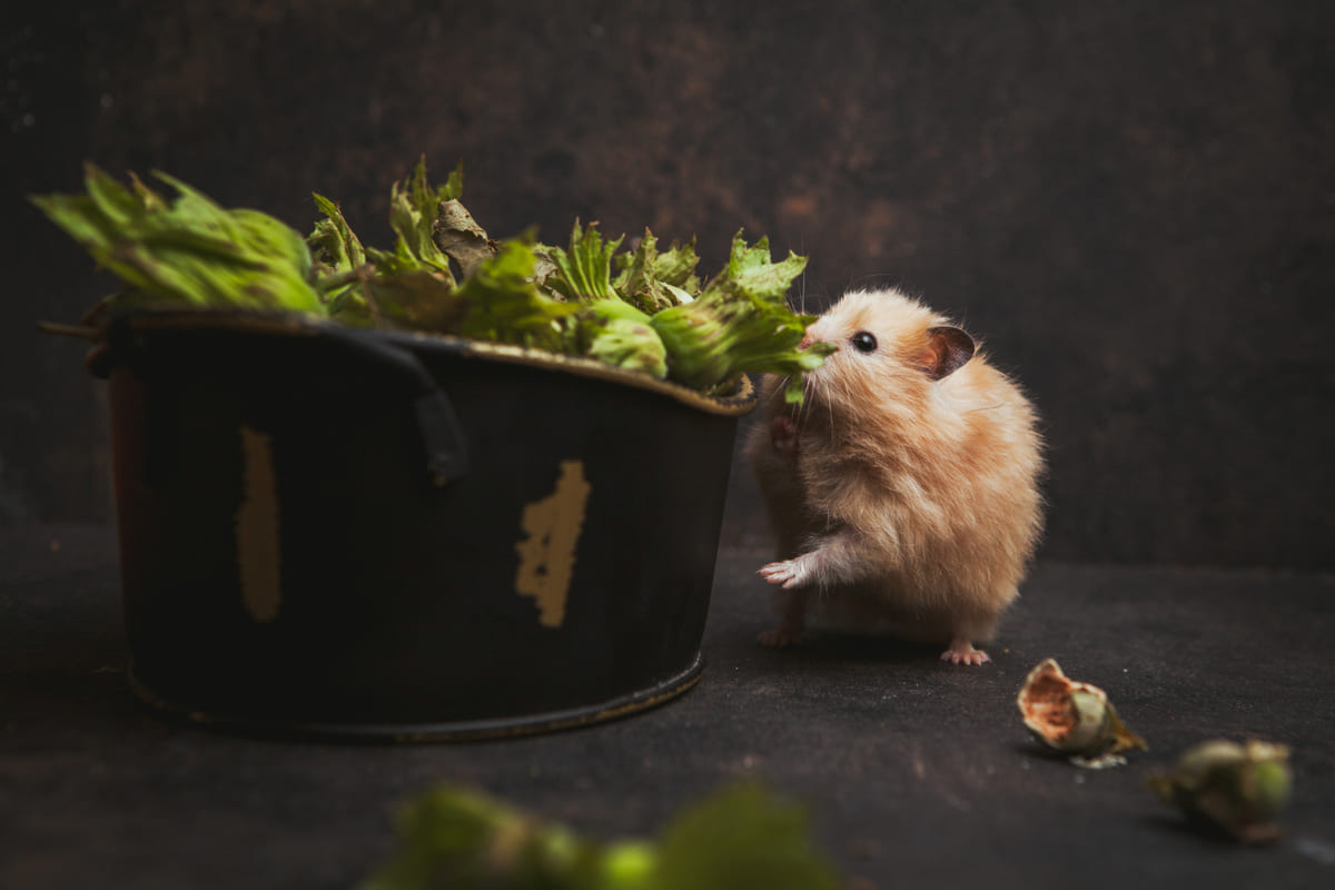 çiğ fındık yemeye çalışan minik hamster