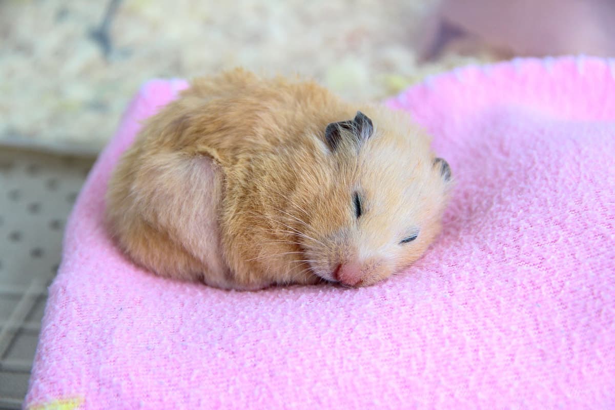 örtü üzerinde uyuyan hamster