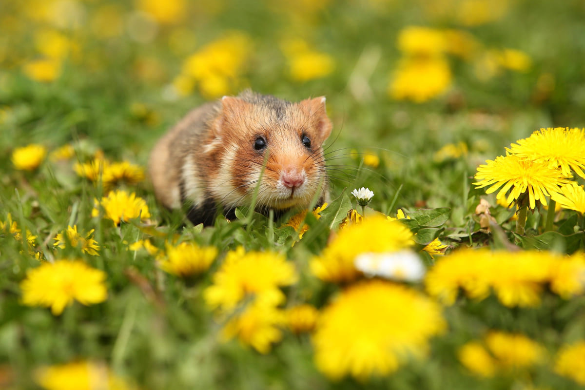 çimlerde duran kahverengi tüylü hamster