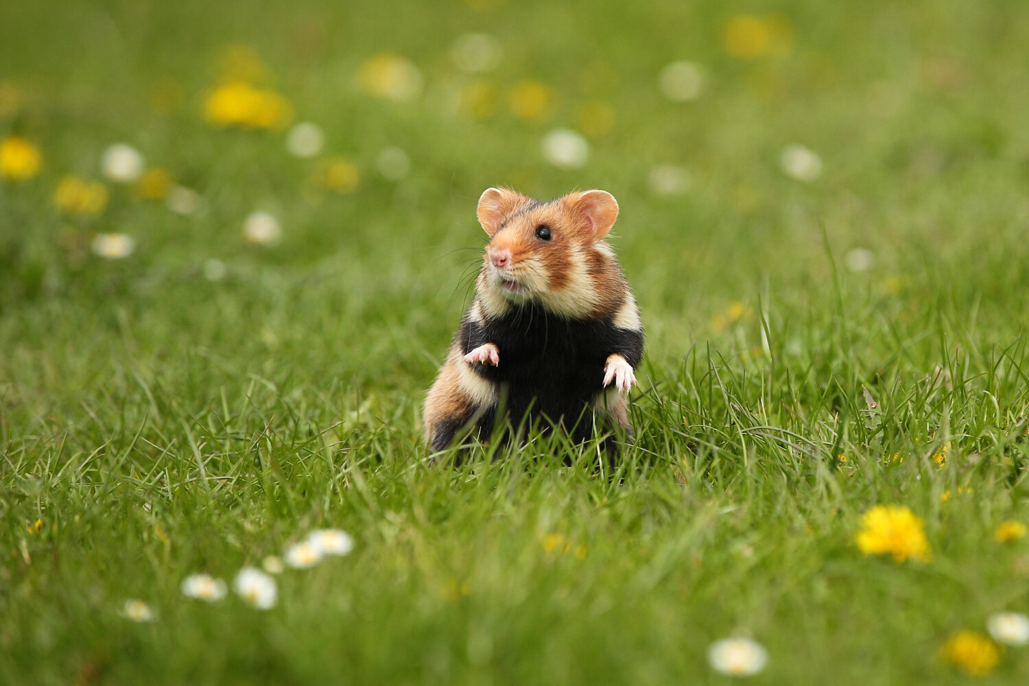 stres ve endişe ile çevresine bakan hamster