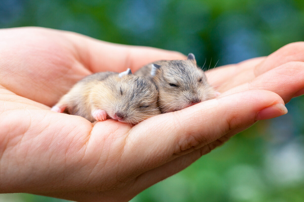 bir insanın elinde uyuyan iki hamster