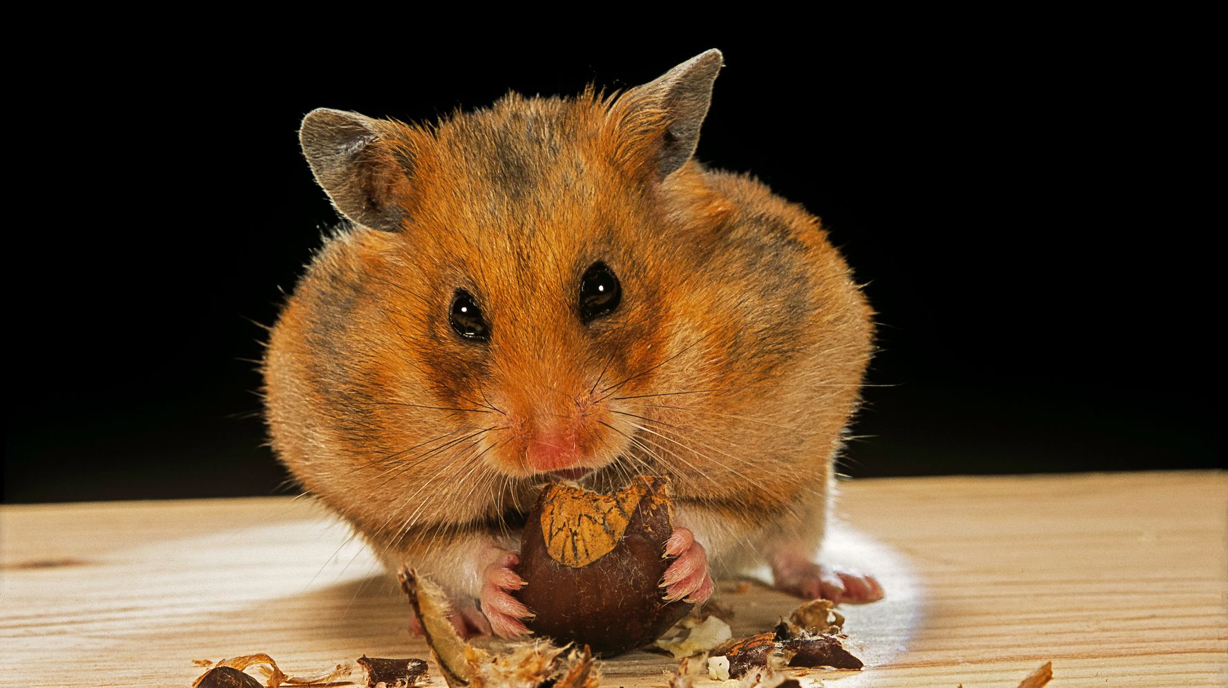 sert yemiş yiyen hamster