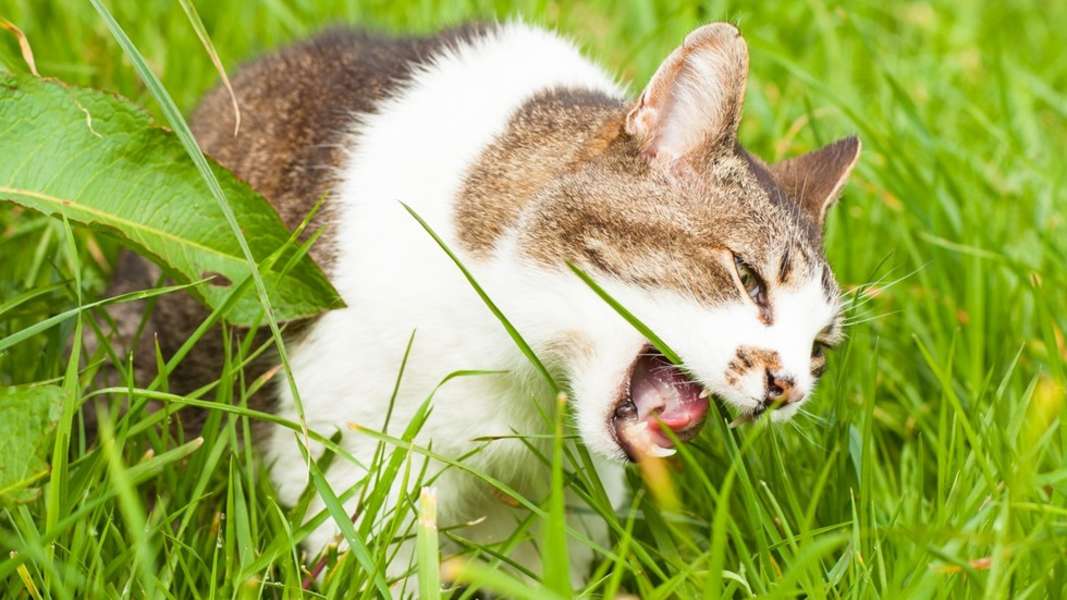 dışarda çim yiyen kedi