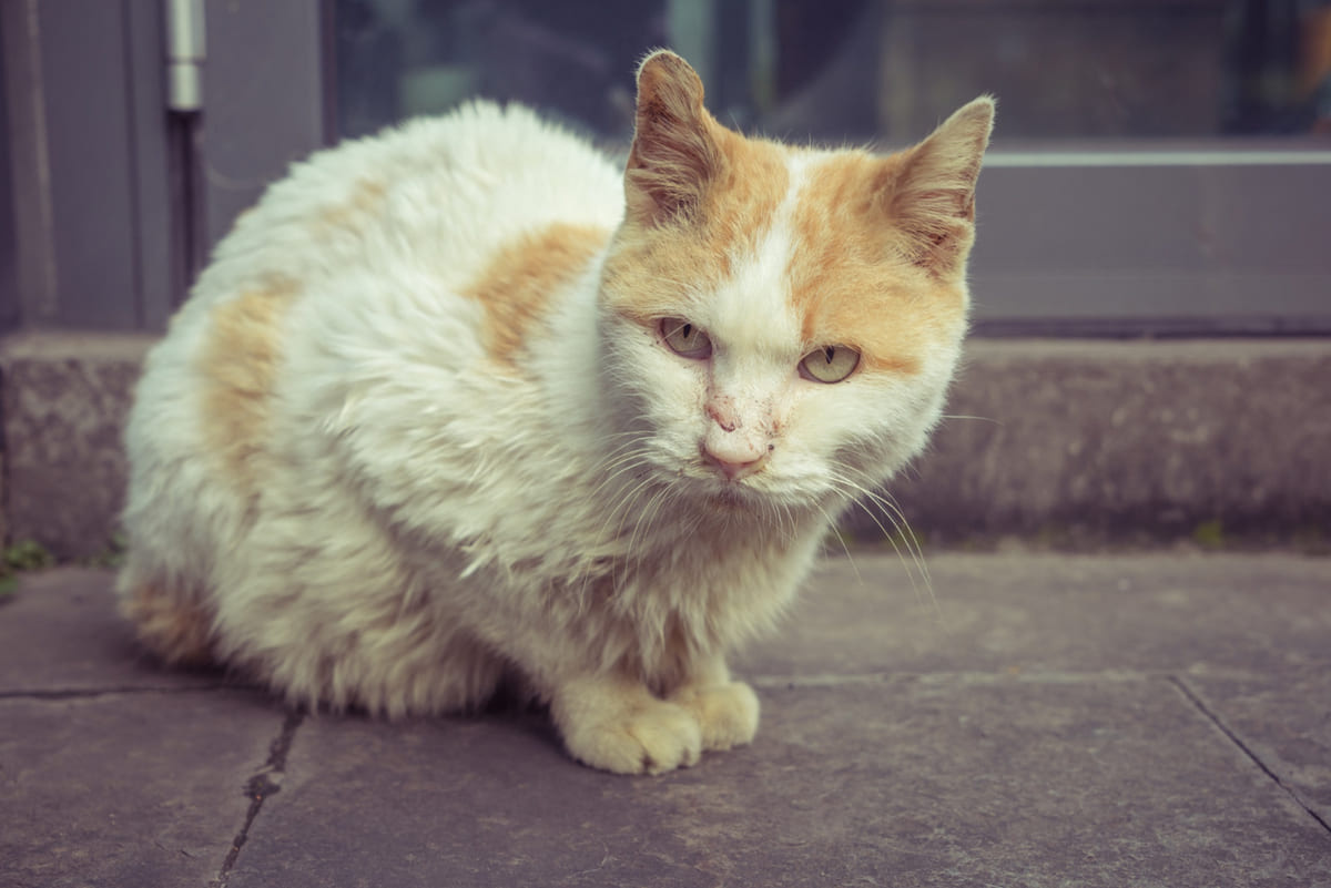 karnını yere bastırarak duran kedi