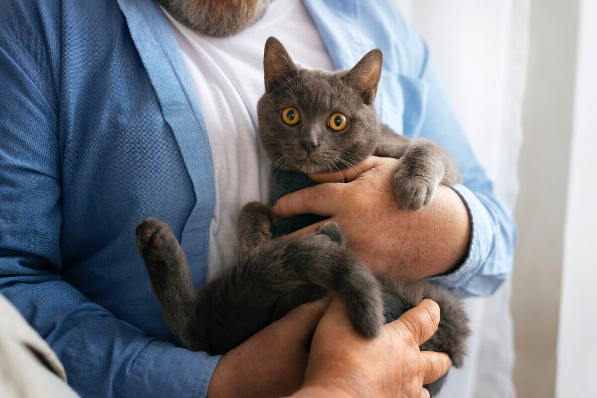 sahibinin kucağında şaşkın bakan gri tüylü kedi