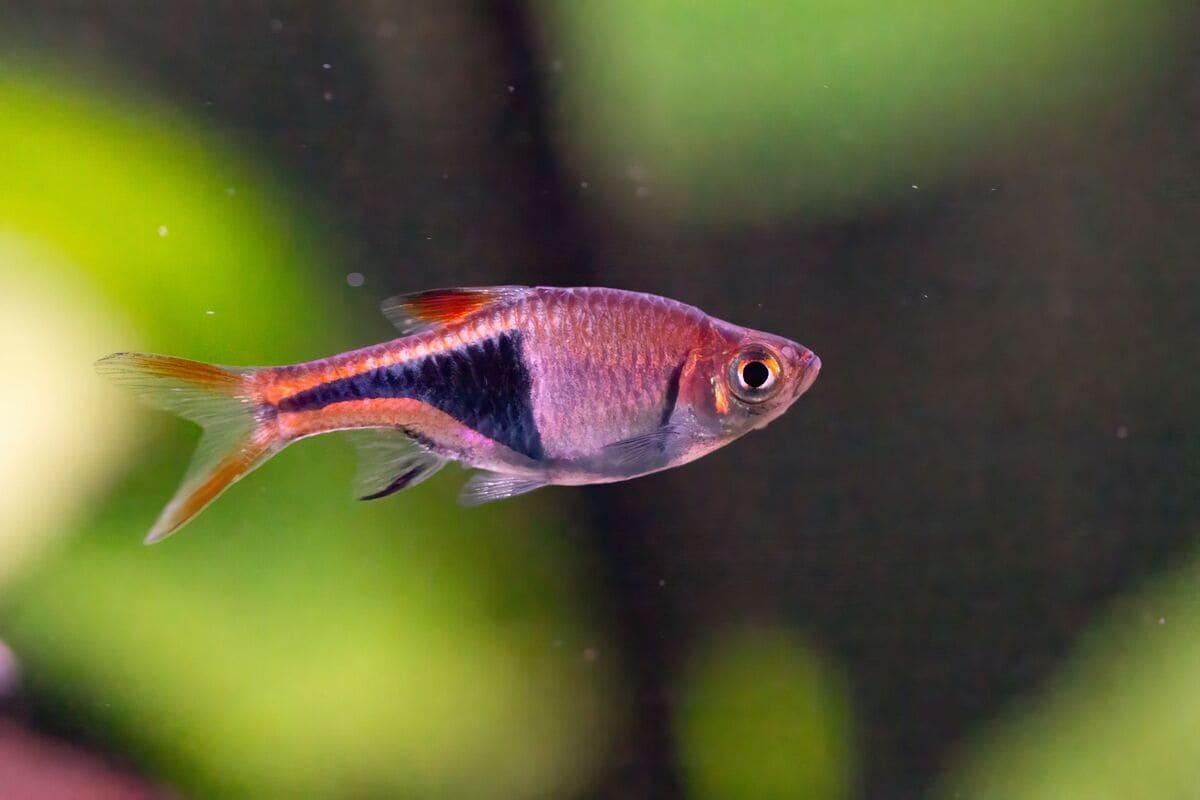 siyah desenli balık akvaryumda yüzüyor