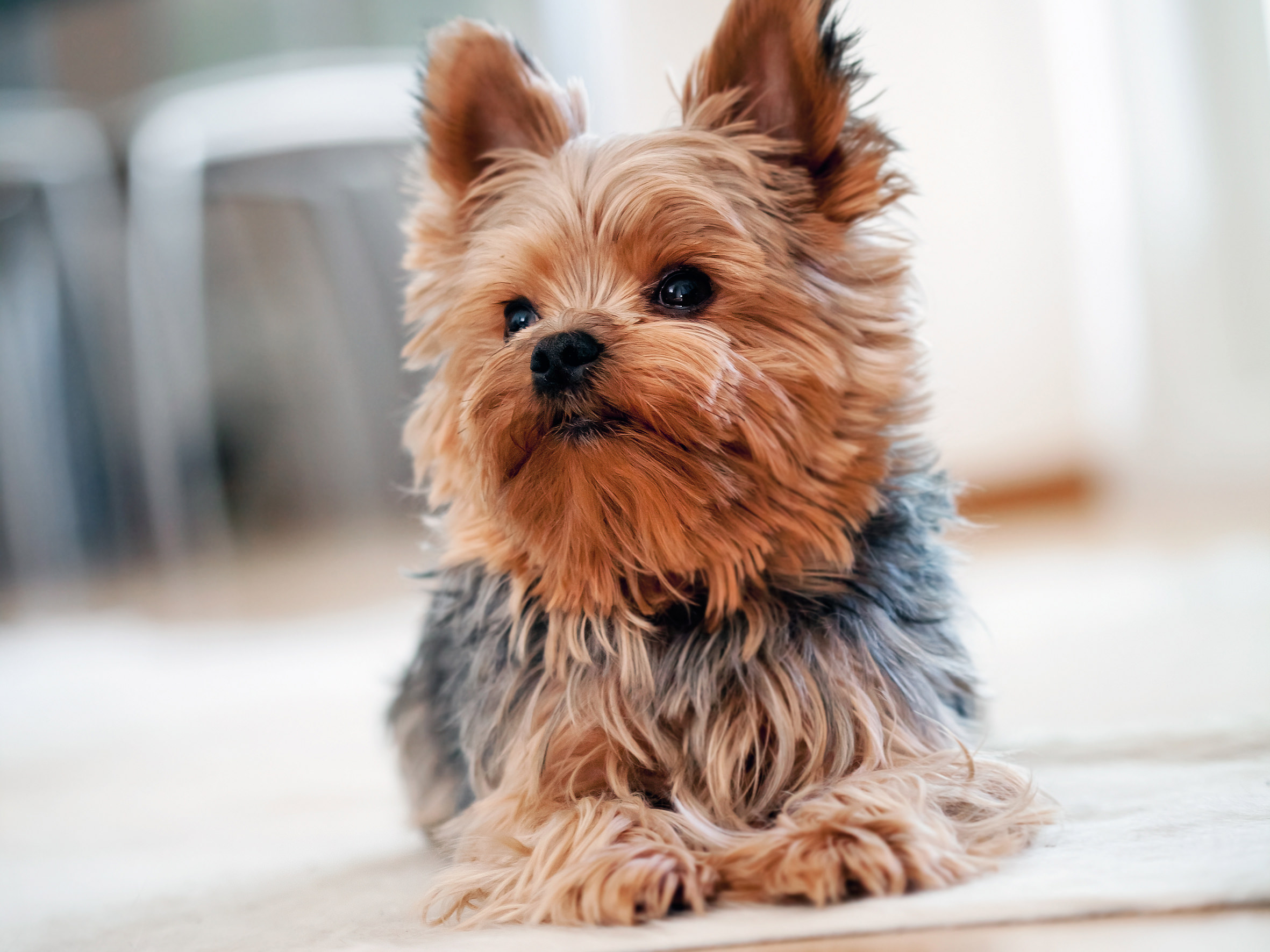 beyaz zeminde oturan Yorkshire terrier cinsi yavru köpek