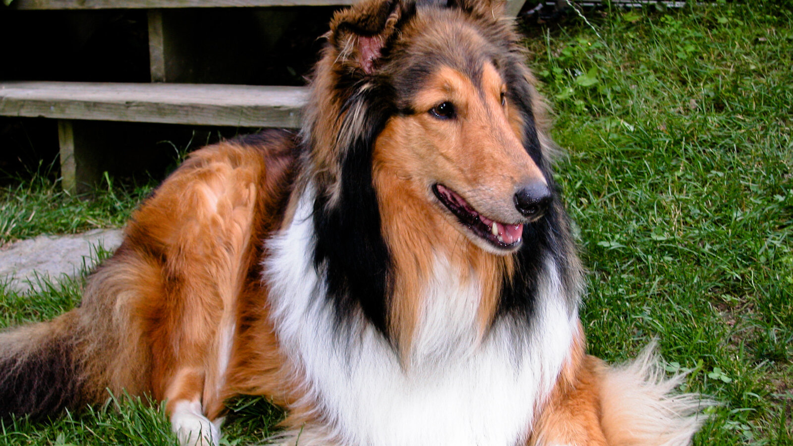 uzun tüylü Lassie cinsi köpek