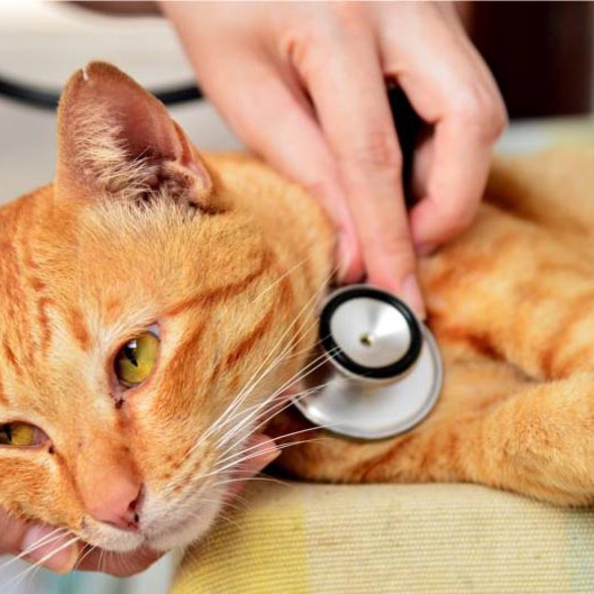 veteriner hekim kontrolünde sarı kedi
