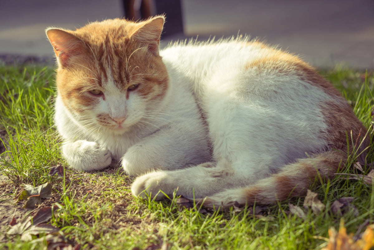 çimlerin üzerinde somun ekmek pozisyonunda yatan kedi