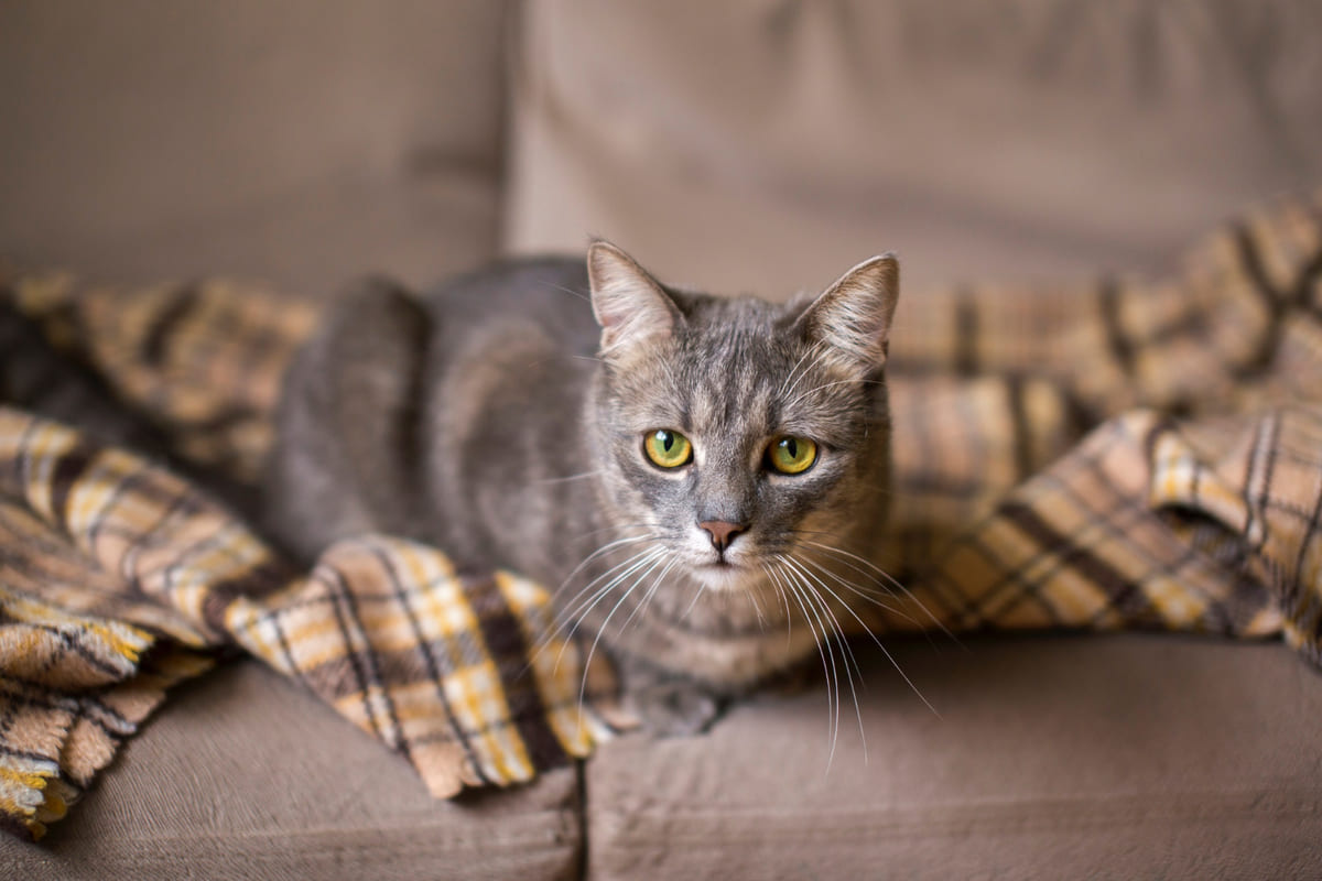 battaniye üzerinde somun ekmek pozisyonunda yatan kedi