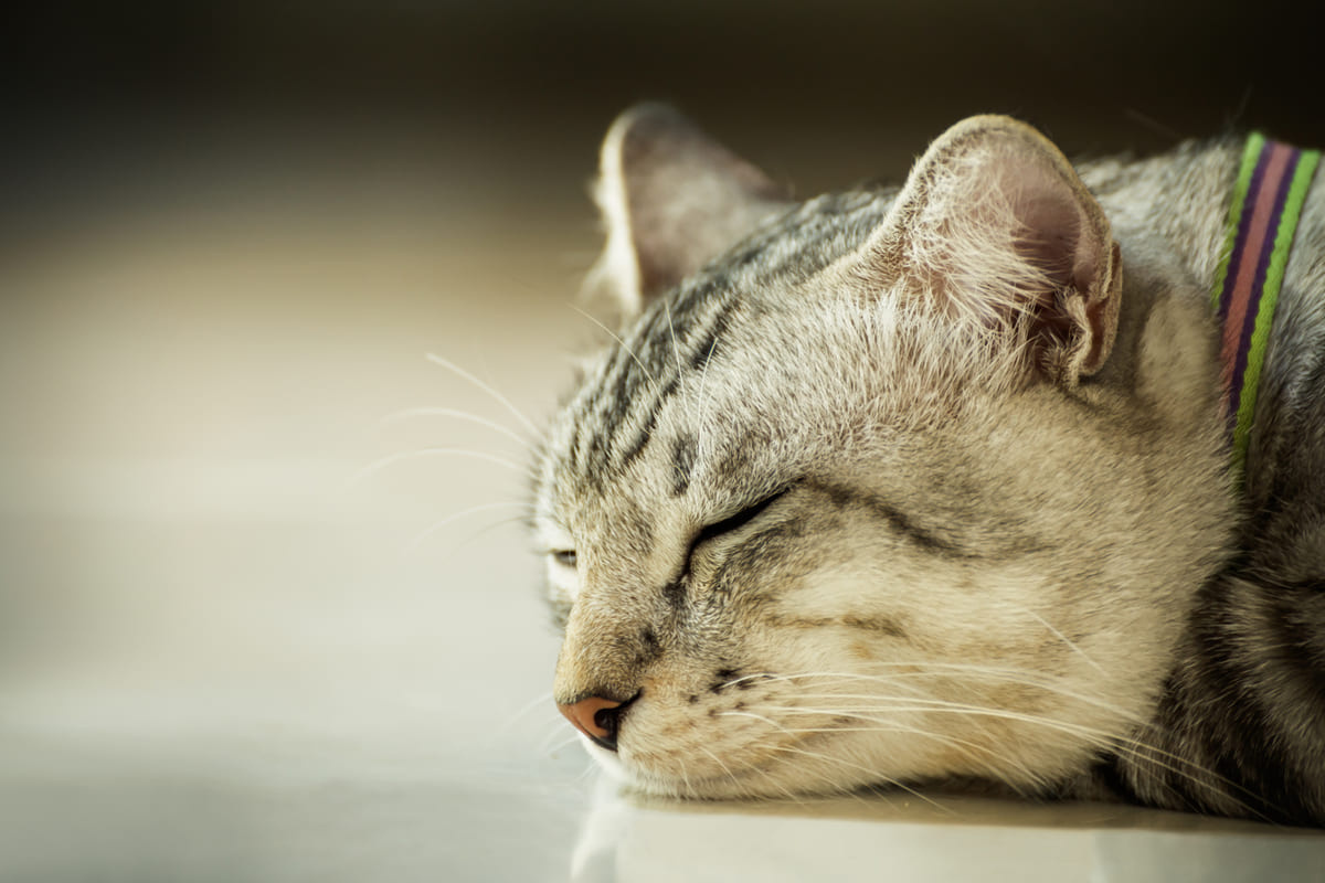 halsiz şekilde yatan kedi