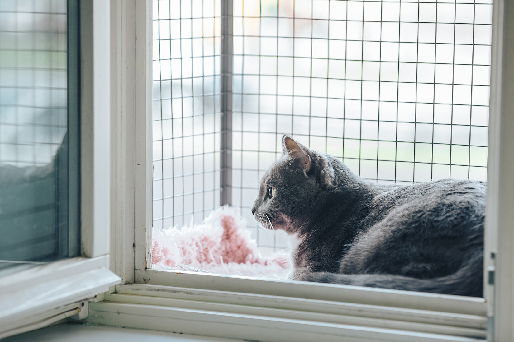 fileli pencere önünde hava alan kedi