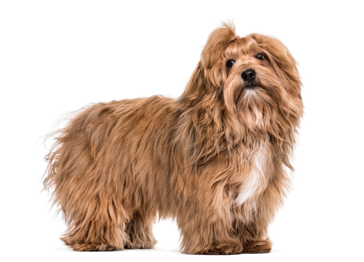 kahverengi tüylü küçük ırk köpek