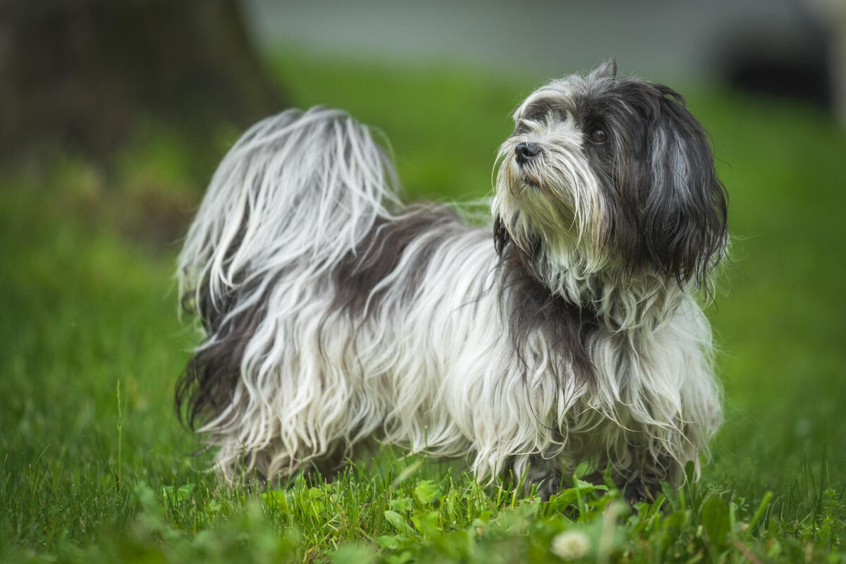 havanese