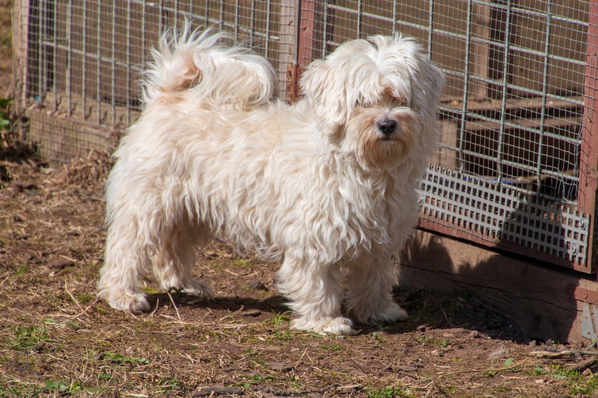 havanese köpek