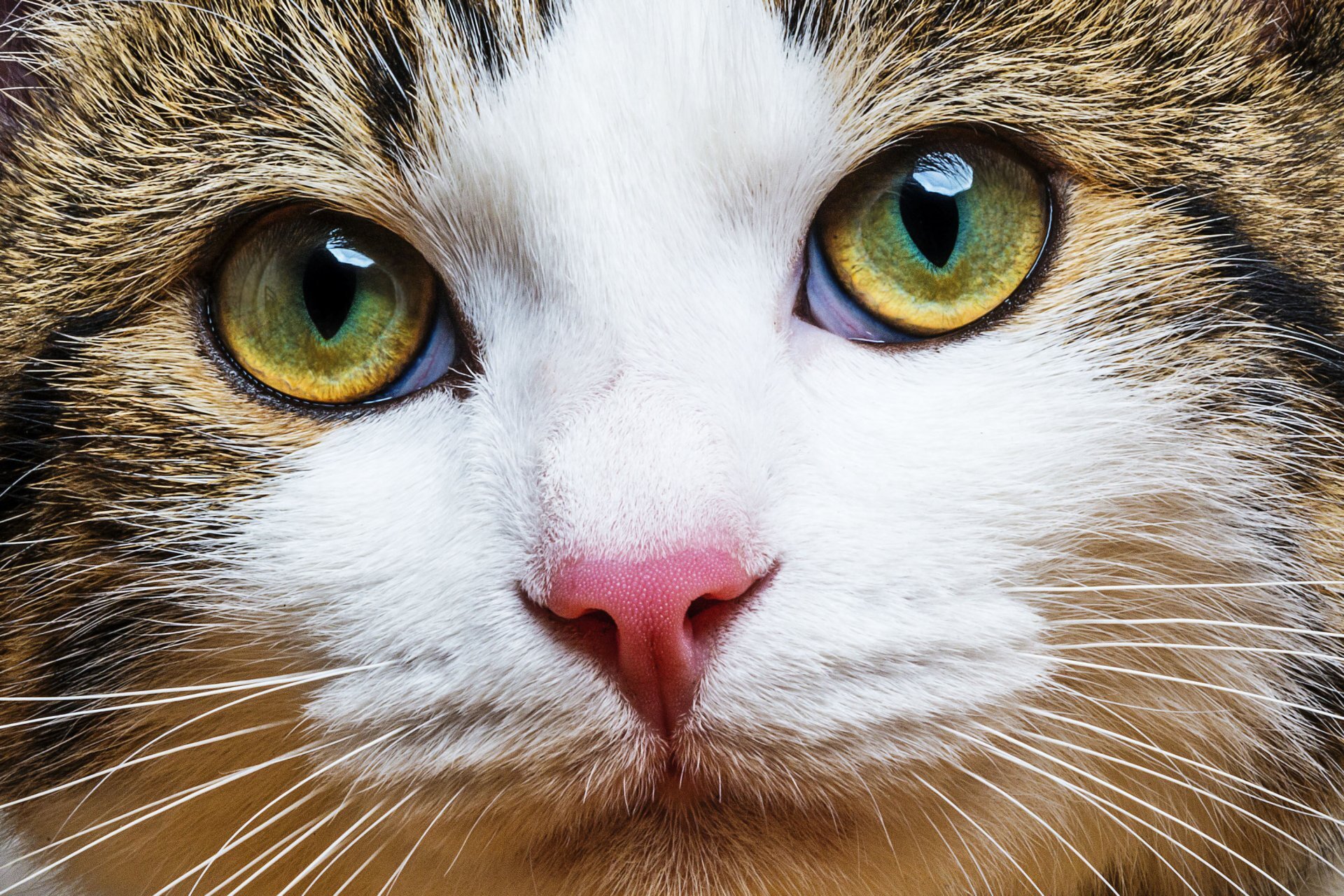kırçıllı tüylü yeşil gözlü kedi