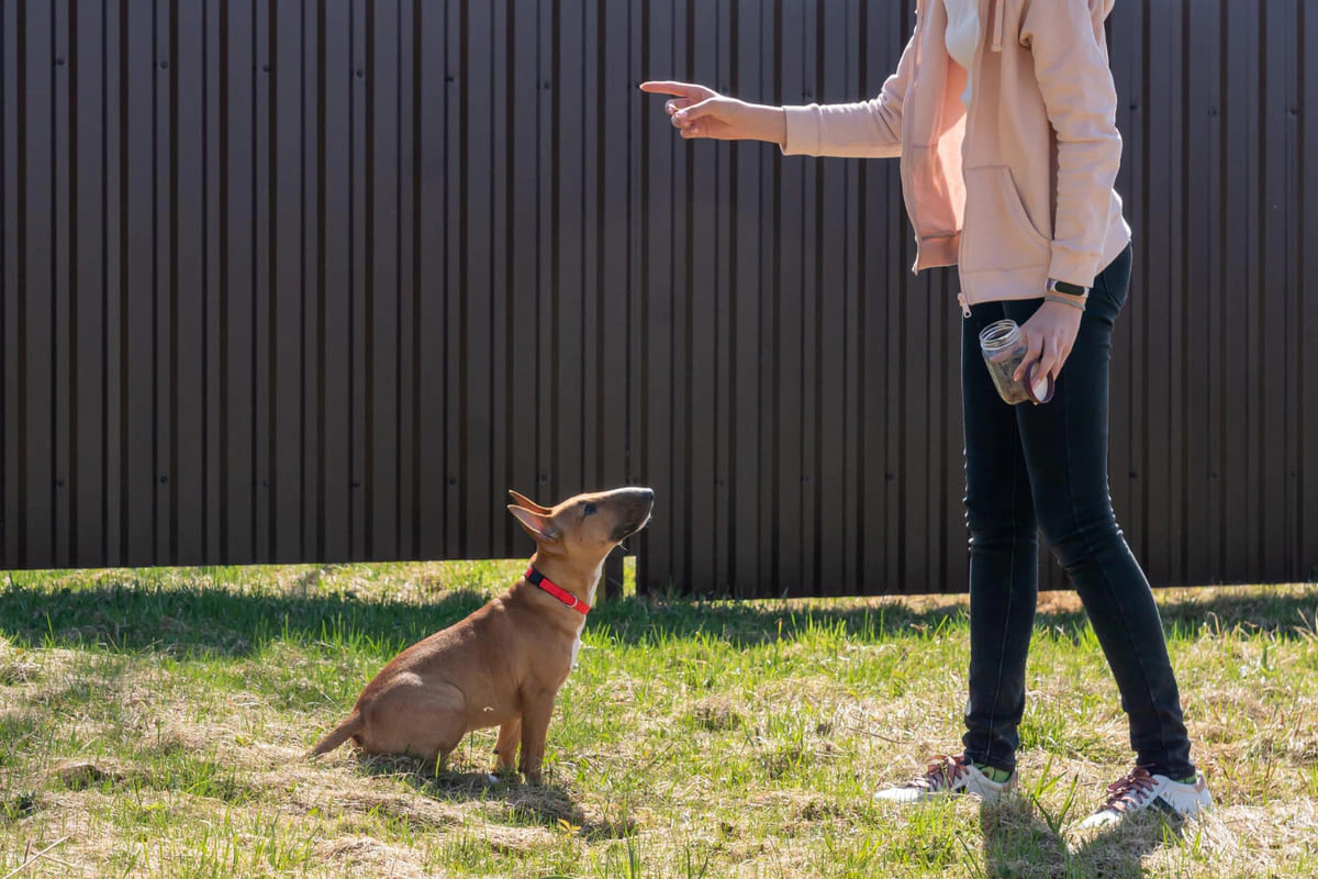 hayır komutu alan köpek