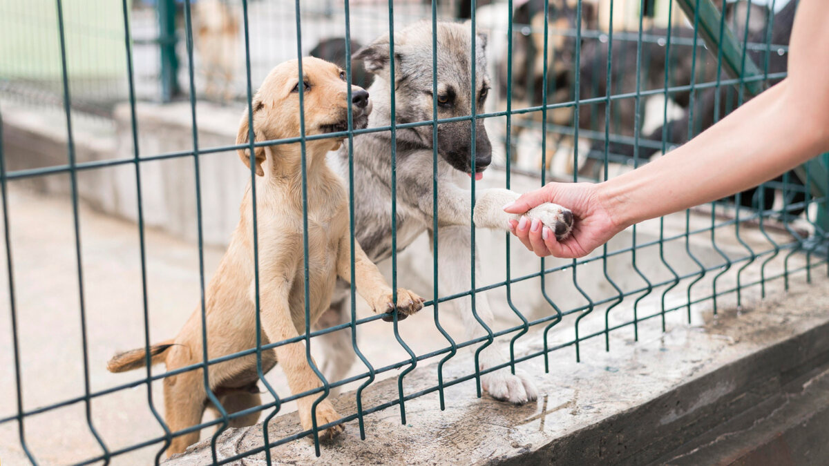 barınakta teller arkasında yavru köpekler