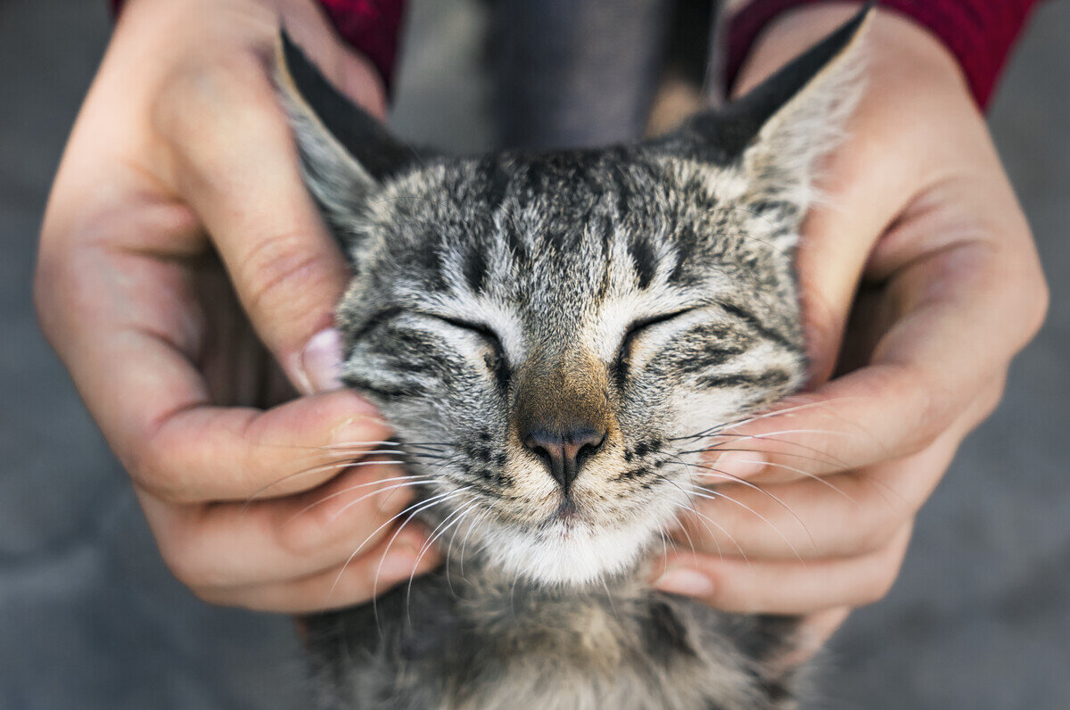 yüzünü sevdiren kedi