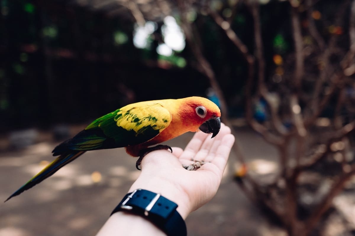 elden yem yiyen kuş