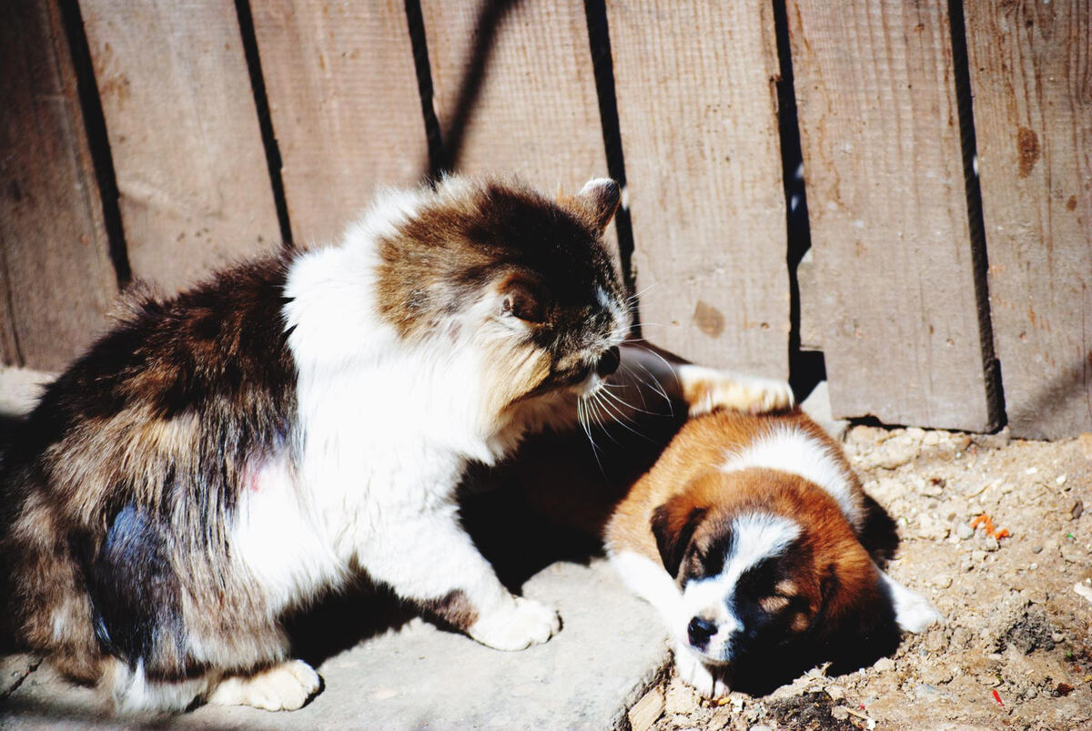 uyuyan köpek ve ona patisini dayayan uzun tüylü kedi