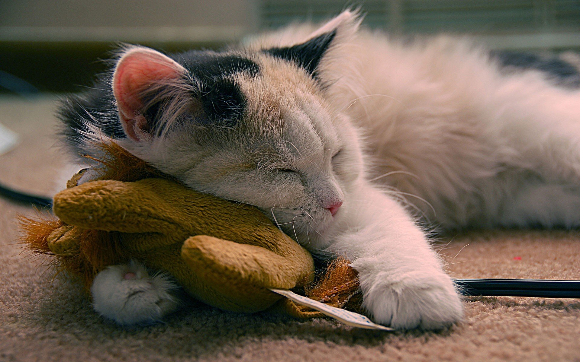 oyuncağına sarılıp uyuyan kedi