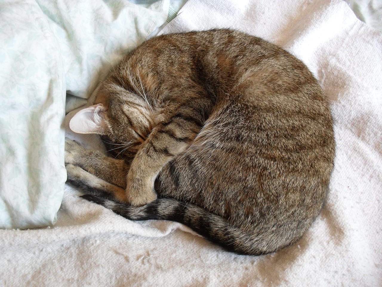 hilal şeklinde kıvrılarak uyuyan kedi