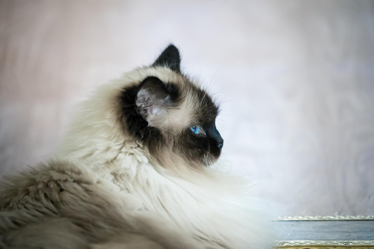 yavru himalayan