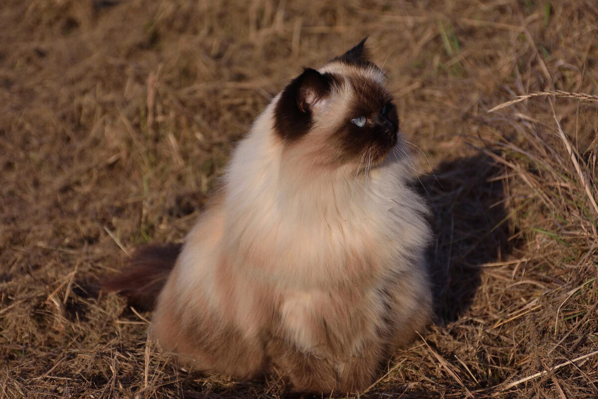 himalayan kedisi