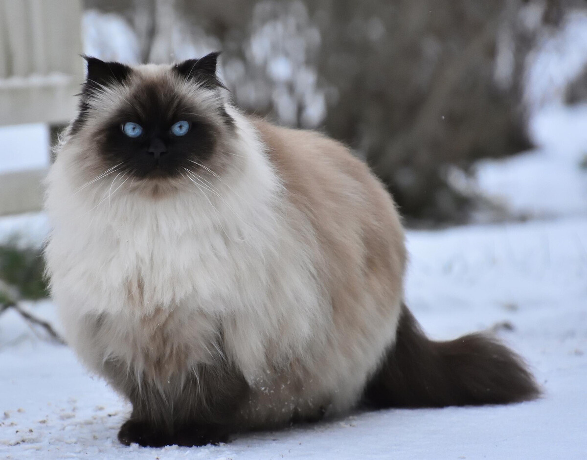 dışarıda duran himalayan kedisi