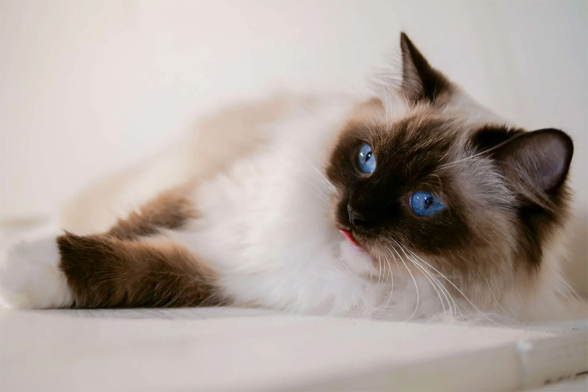 yerde yatan mavi gözlü kedi
