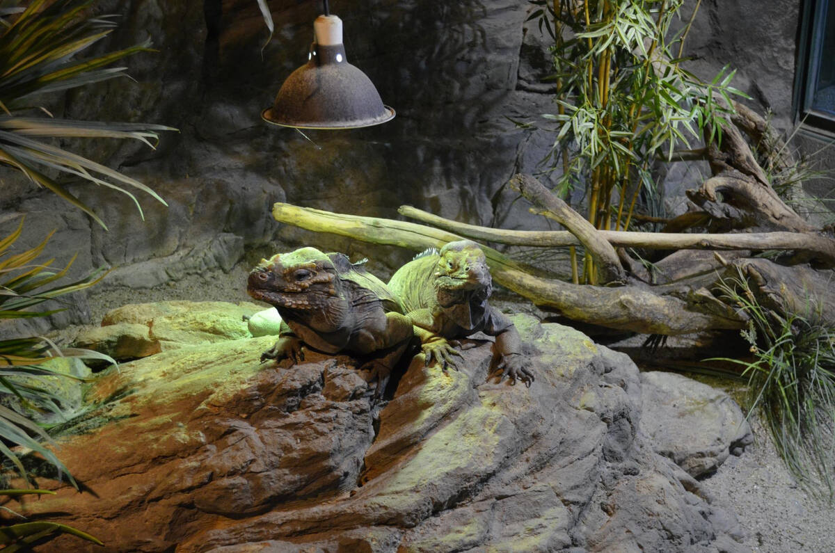 özel akvaryumlarında zaman geçiren iguana