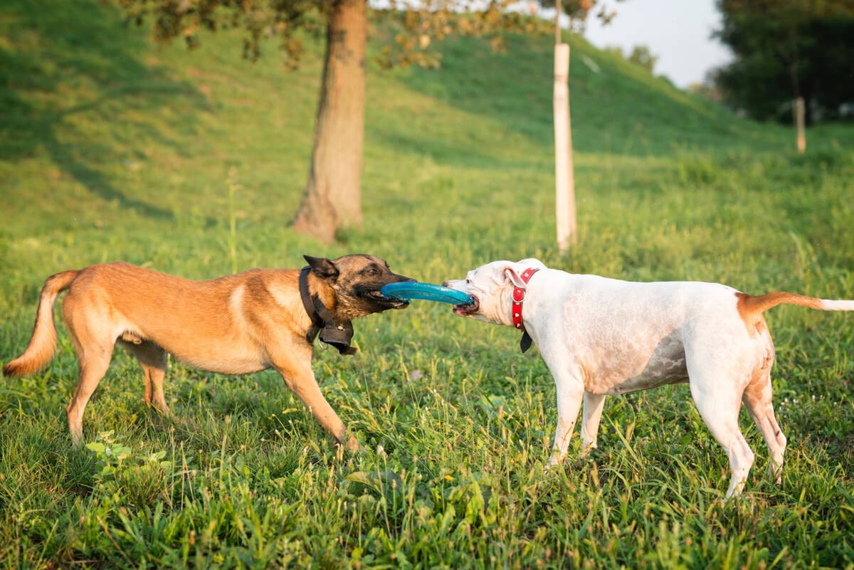 köpek parkında oyun oynayan iki köpek