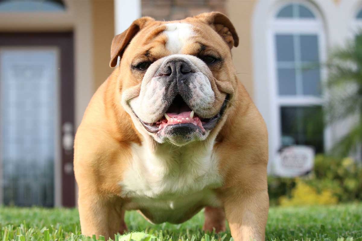 evin önünde duran ve kadraja bakan ingiliz bulldog