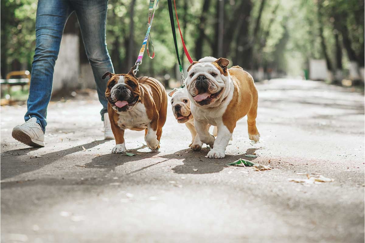 aynı anda gezdirilen üç ingiliz bulldog köpek