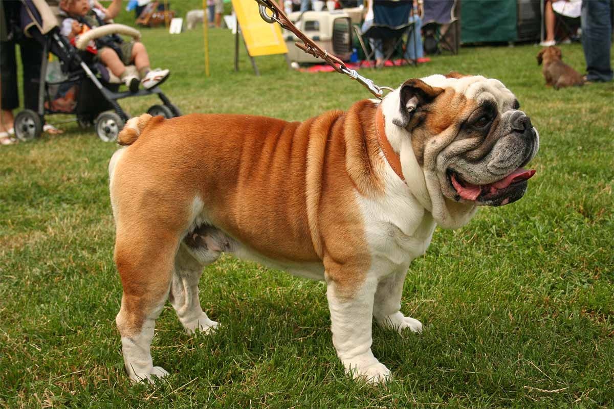tasmayla duran ingiliz bulldog köpeği