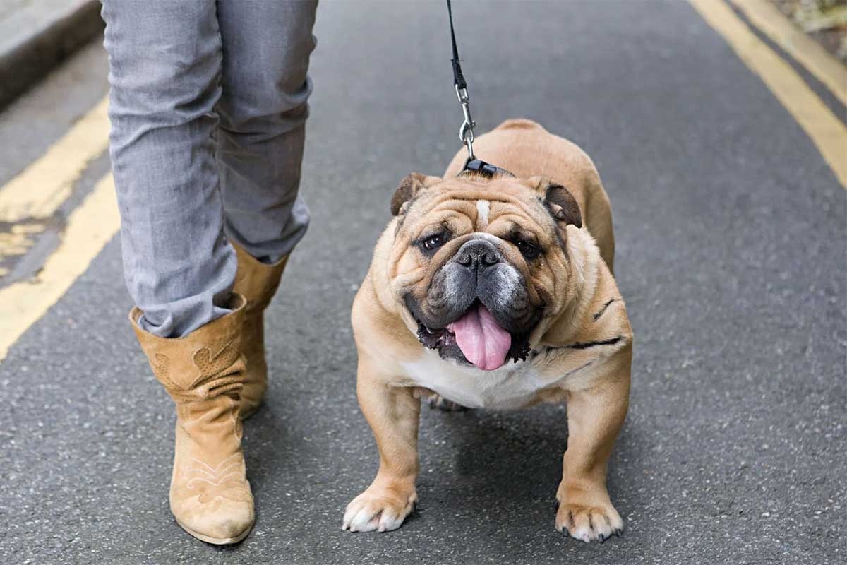 sokakta dolaştırılan ağzı açık ingiliz bulldog köpeği