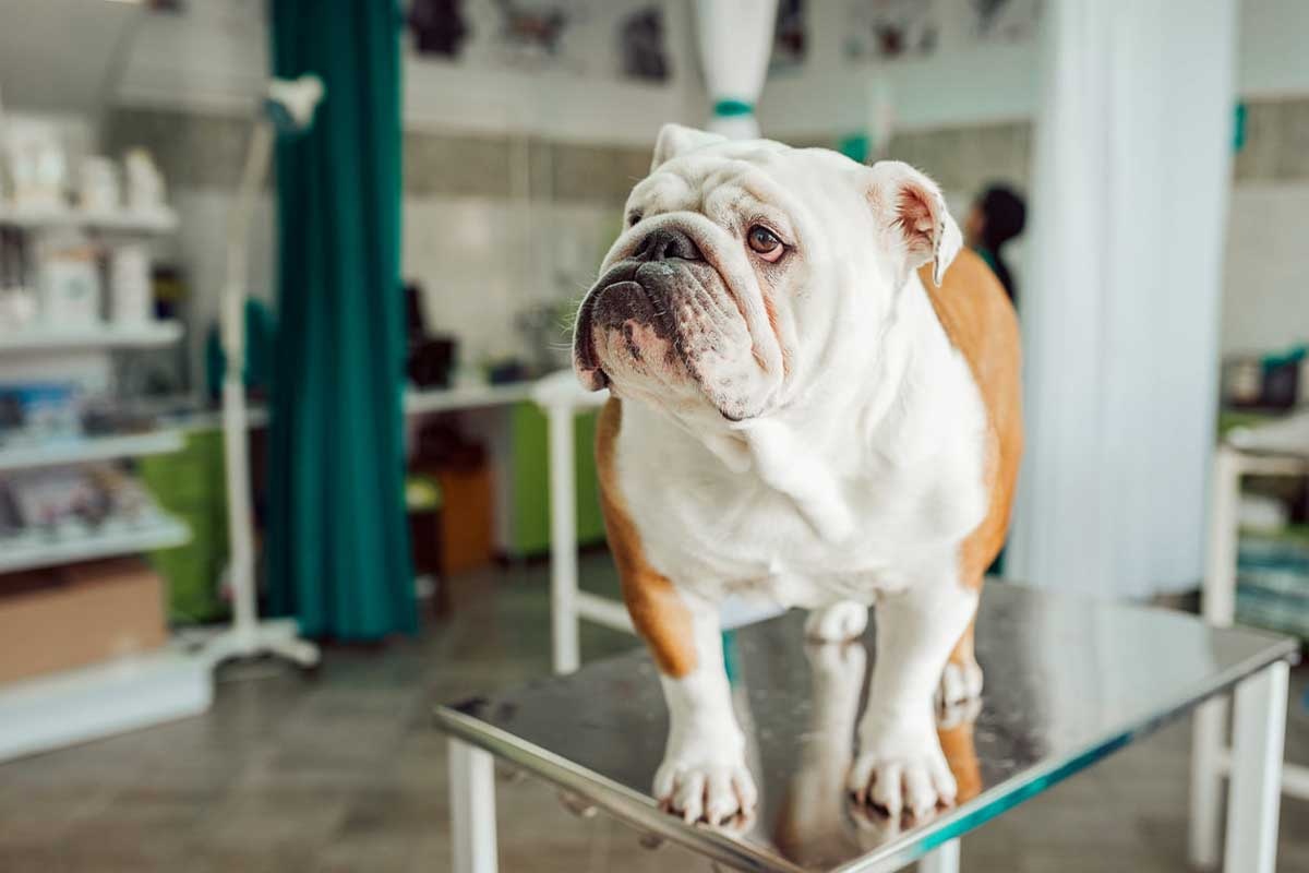 veteriner hekim kliniğinde duran İngiliz Bulldog