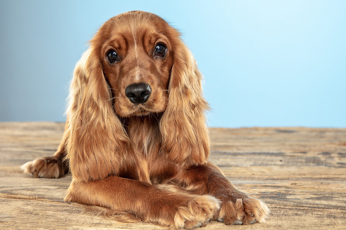 İngiliz Cooker Spaniel