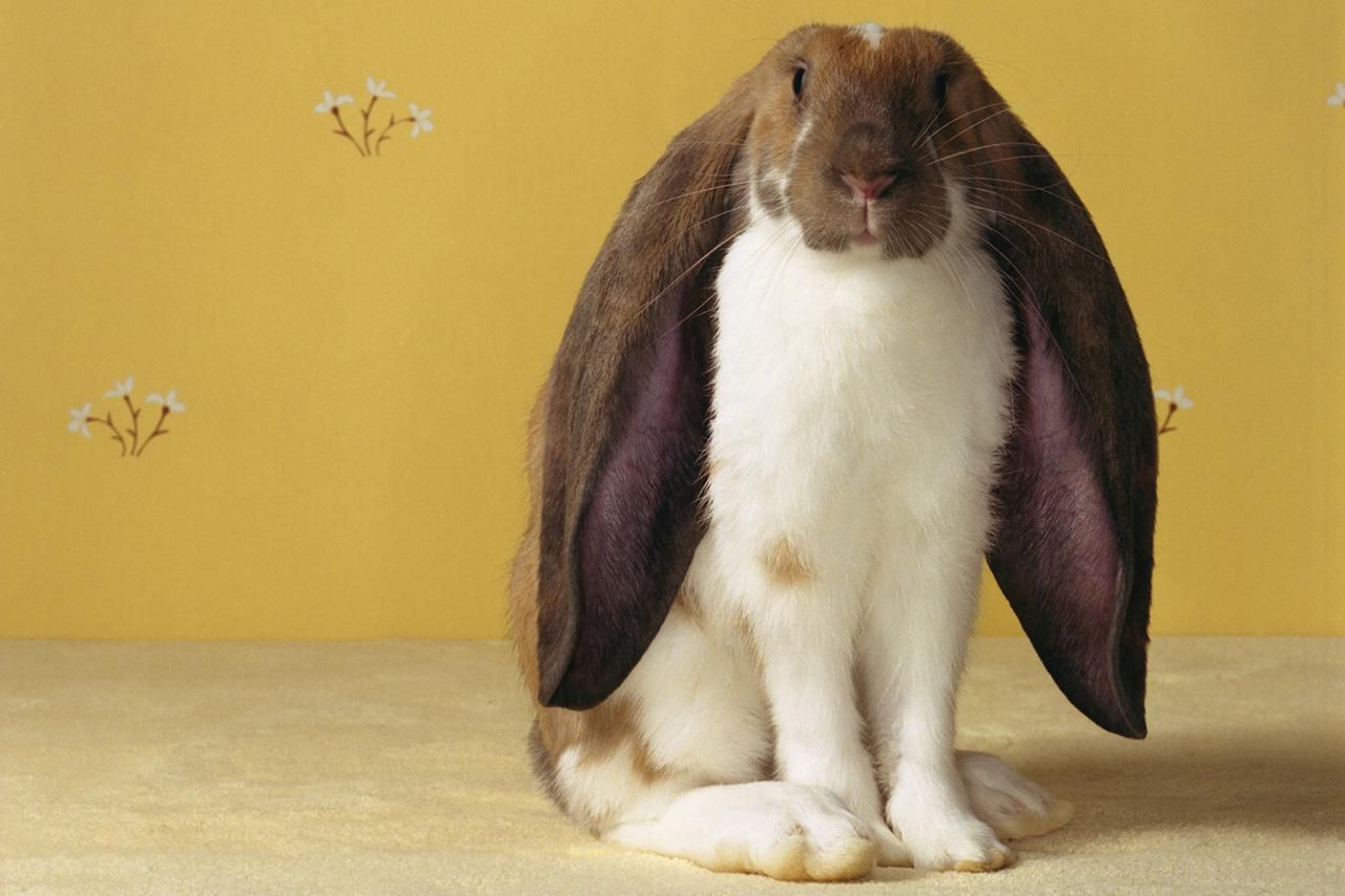 sevimli İngiliz lop tavşanı
