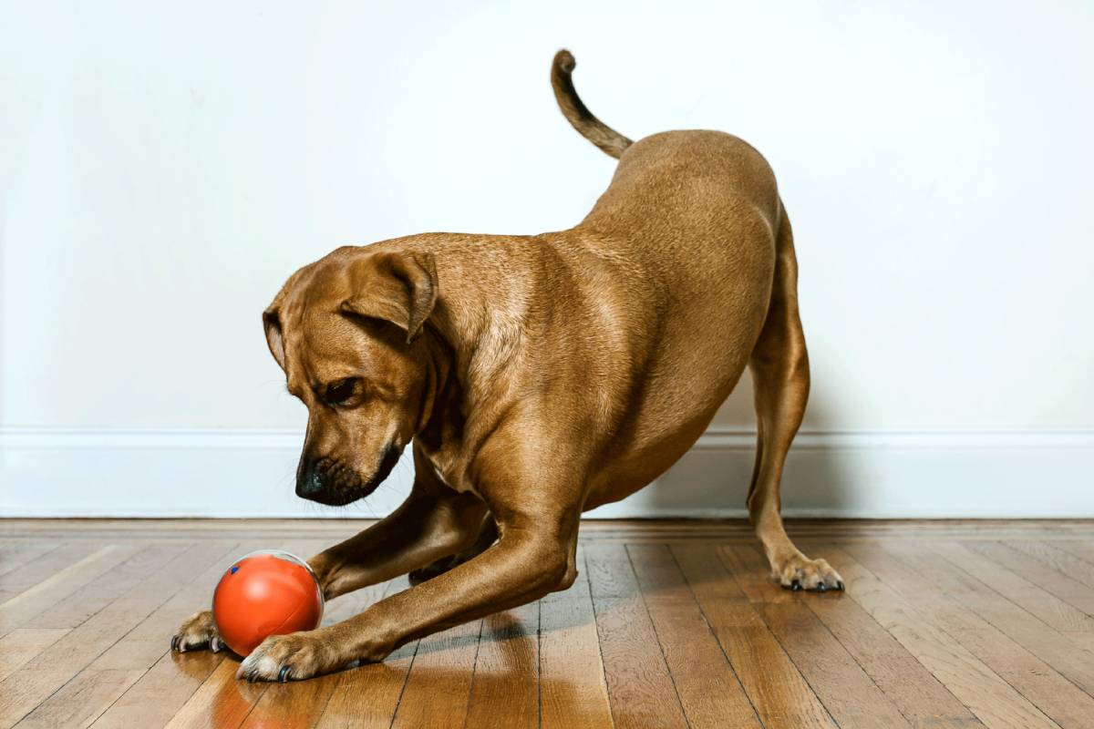 ödül topu ile oynayan köpek