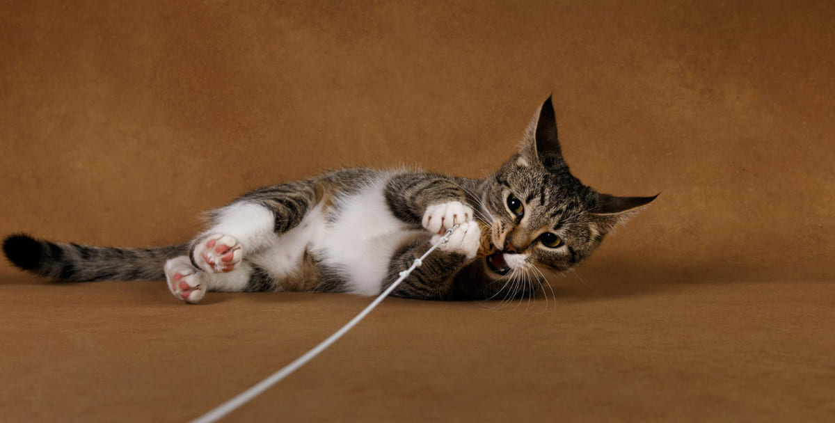 ipi çiğnemeye çalışan kedi