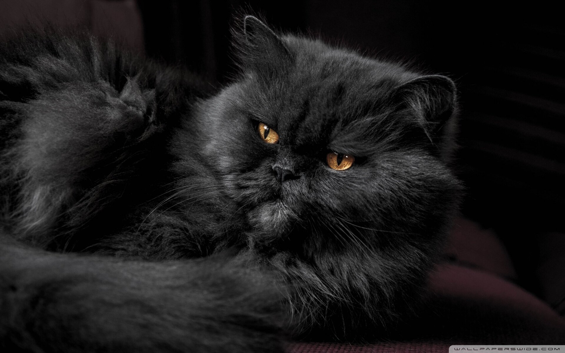 siyah tüylü iran kedisi