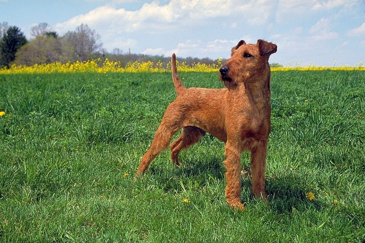Irish Terrier