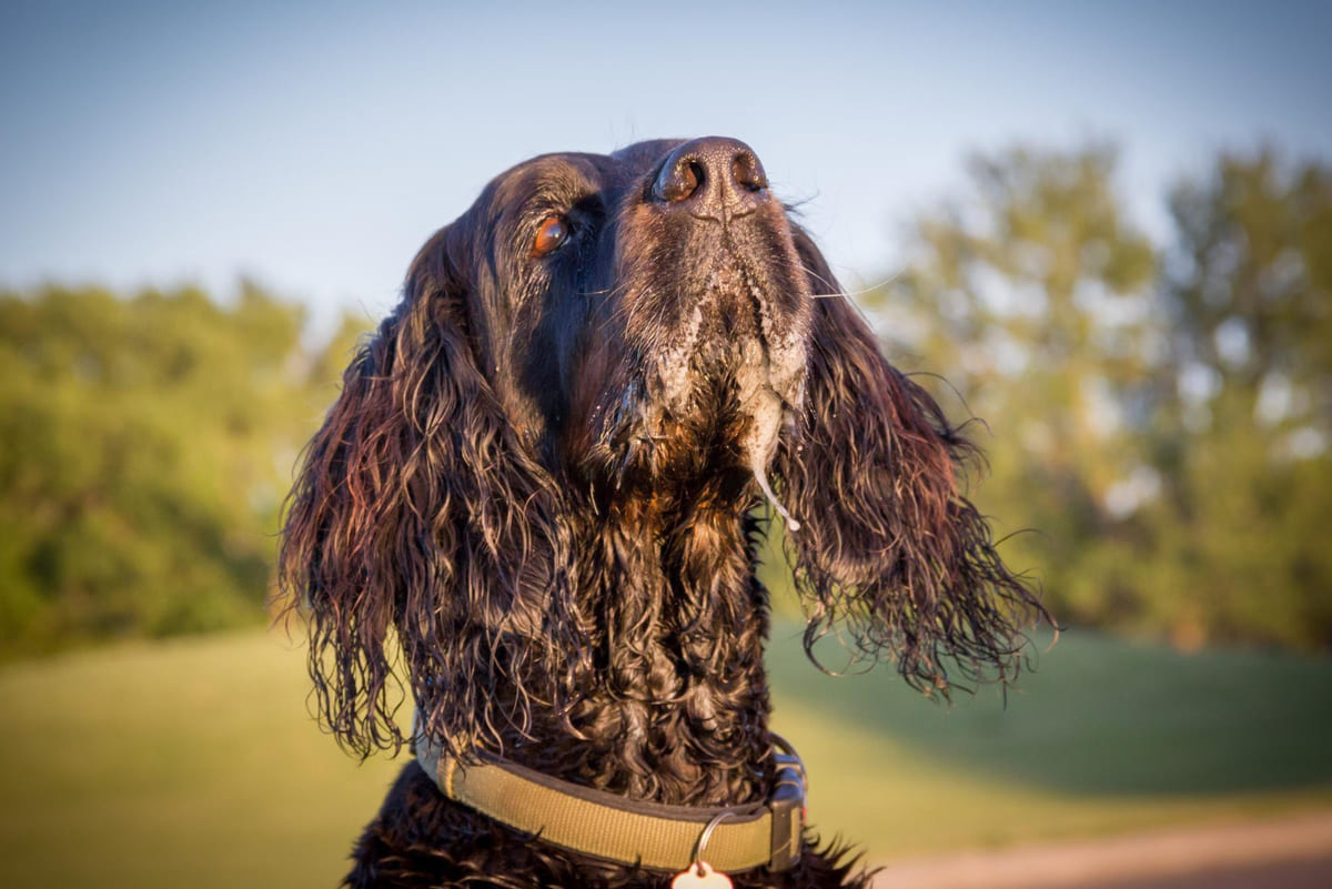 Irish Water Spaniel