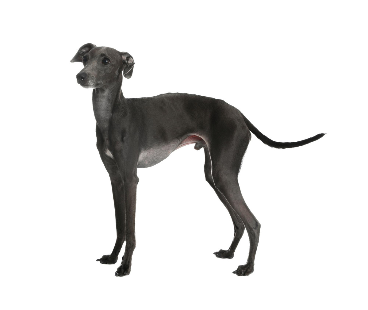 kısa tüylü gri renkli küçük köpek
