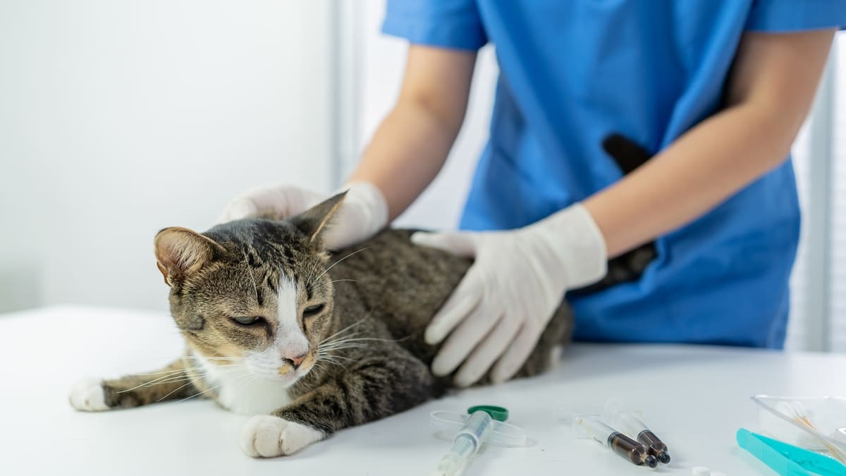 veteriner hekim tarafından kontrol edilen hasta kedi