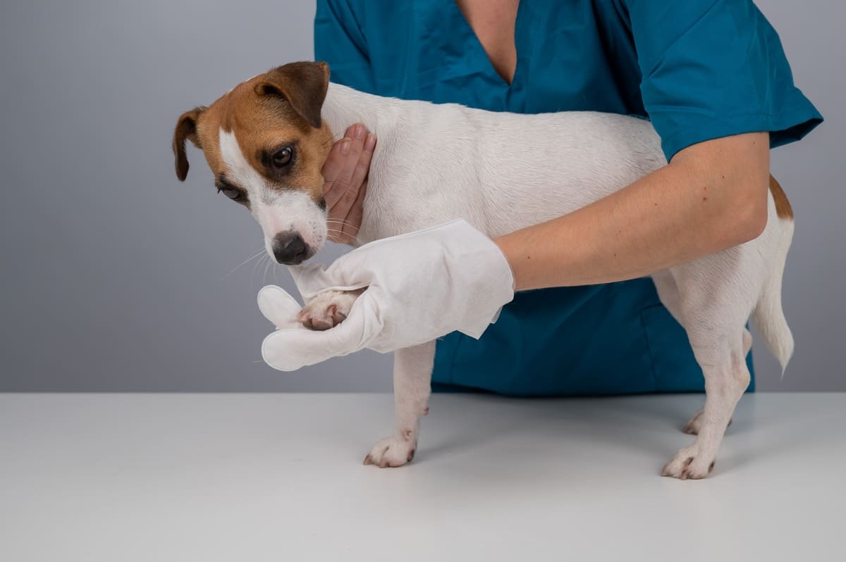 veteriner hekim tarafından muayene edilen Jack Russell Terrier 